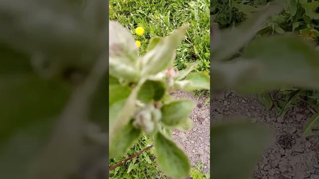 Знакомство с садом