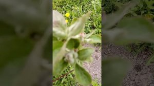 Знакомство с садом