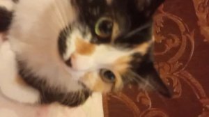 моя кошка
