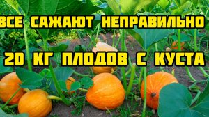 Сажай тыкву так! Этот способ дает до 20 кг тыквы с одного растения
