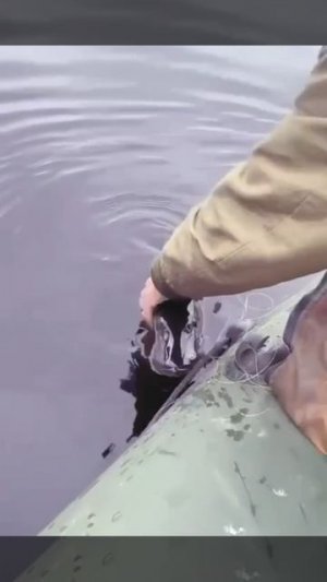 Поймал щуку. Поймал?!