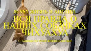 Вся правда о наших собачках породы чихуахуа. № 951 Жизнь в Англии