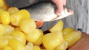 Сколько крупной плотвы в этом пруду_