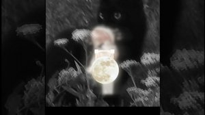 я плохо монтирую не судите строго🌕