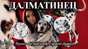 Пятна в движении: день из жизни самого энергичного далматинца