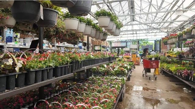 КАК ВЫЖИВАЮТ РУССКОЯЗЫЧНЫЕ НА ЗАГНИВАЮЩЕМ ЗАПАДЕ: мы купили дерево 🌳 закупаемся в Lowe's растениями