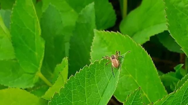 Паук из рода Охотник (Dolomedes)