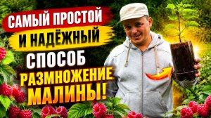 РАЗМНОЖЕНИЕ МАЛИНЫ «КРАПИВКОЙ»-ОЧЕНЬ ПРОСТОЙ СПОСОБ!