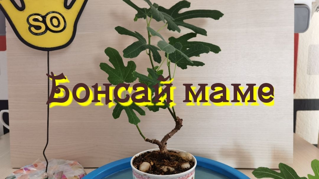 Бонсай маме из фикуса