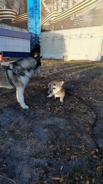 Булочка познакомилась с Хаски, попала под каток  #корги #corgi #husky #собака #dogs  Corgi And Husky