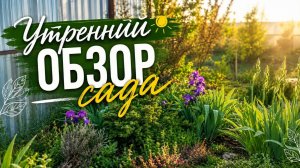 Утренний обзор сада