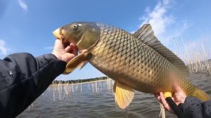 САЗАНЫ МОНСТРЫ! ловля сазана на старую удочку с боковым кивком!