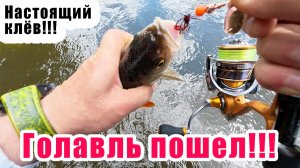 ВОТ ЭТО НАЧАЛО СЕЗОНА!!! ЛОВЛЯ ГОЛАВЛЯ НА ПЕРЕКАТАХ!!! ЧТО ПРОИСХОДИТ С ЭТОЙ РЕКОЙ?