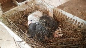 Зимнее разведение голубей.Winter pigeon breeding Kış güvercinleri yetiştiriciliği