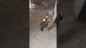 эти две курицы ни как не уймутся