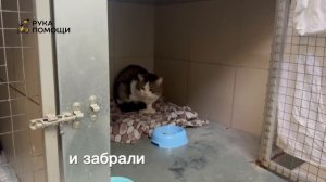Полиция забрала кота у живодерки