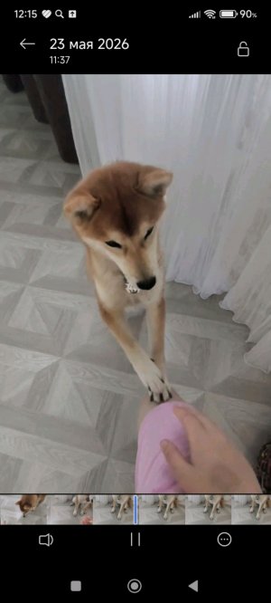 Гуляю с собакой