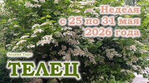 ТЕЛЕЦ | ТАРО прогноз на неделю с 25 по 31 мая 2026 года