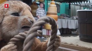 Ограбление фермерского рынка   Кролик Питер 2   отрывок