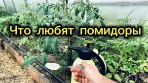 Что любит помидор? 5 секретов богатого урожая томатов (почва, полив, подкормка, свет, формирование)
