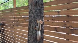 ОМСКИЙ МУЗЫКАЛЬНО-ПЕДАГОГИЧЕСКИЙ КОЛЛЕДЖ/ ПАРК 30 ЛЕТИЯ ВЛКСМ