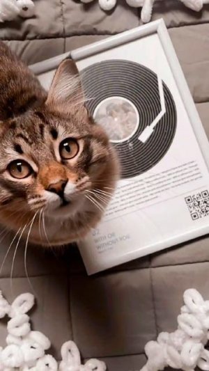 Кисамания #киса #котики