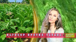 ЗАГОВОР ПРОТИВ ТАБАКА🌱
