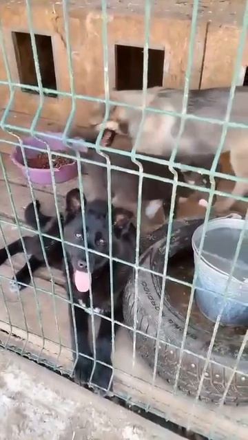 Уфа, Башкирия
Попали в отлов вот  такие собаки!😰Добрые и ласковые 
Пожалуйста, сделайте репост🙏