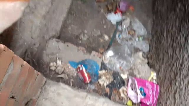 Хомяк и Петя и Кролюшка ищут приключения 2025