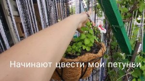 конец мая, высаживаю комнатные цветы в огород