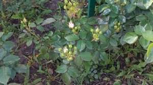 Длинная прогулка по розарию