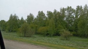 Алтайские берёзки🌳🌳🌳🤩