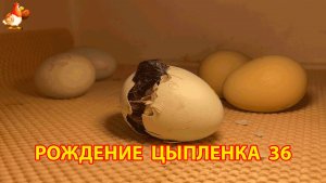 Вылупление цыпленка из яйца в инкубаторе версия 36