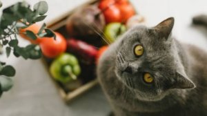 Что нельзя есть кошкам