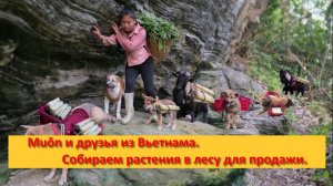 Muôn и друзья из Вьетнама. Собираем растения в лесу для продажи.