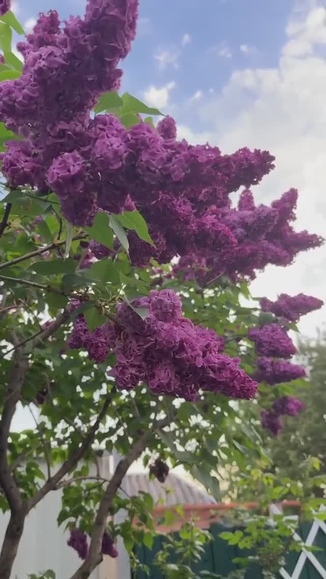 Мамина сирень💜🌿💜🌿💜 смотреть онлайн