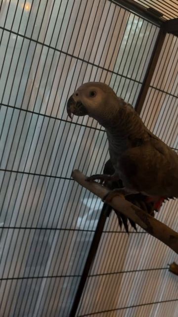 24-05-2026. Попугай 🦜 Жако. Душевный разговор. смотреть онлайн