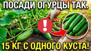 До 15 кг с куста! Сажайте огурцы так