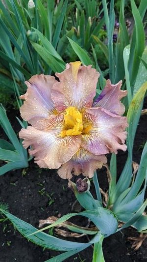 Шестифолый ирис Золотой Кай-Кай (О. Ширококова, 24)