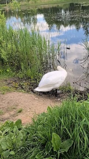 Одинокий лебедь!🦢/Беларусь/