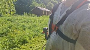 Триммерами уничтожается суходольный луг в заказнике