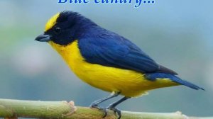 Blue canary...(Music from Sergey Kolosov)