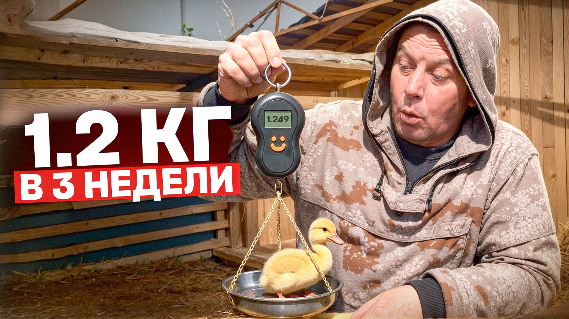 УТКИ В 3 НЕДЕЛИ: ПОЧЕМУ ОНИ КАК ПОРОСЯТА? 🐷 ВЕС И КОРМЛЕНИЕ