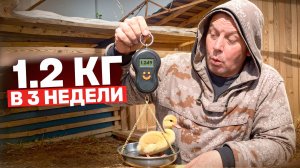 УТКИ В 3 НЕДЕЛИ: ПОЧЕМУ ОНИ КАК ПОРОСЯТА? 🐷 ВЕС И КОРМЛЕНИЕ