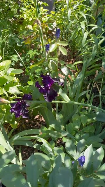 Ирисовое настроение 💜✨🌿✨💜✨🌿✨💜