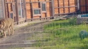 FUMA8438- 23.05.2026-Видео от Ивана