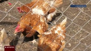 От детской мечты до полноценного фермерского хозяйства