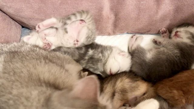 Котятам 11 дней.