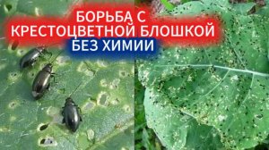 Появились дырки на капусте  и редиске? Как побороть крестоцветную блошку без химии, верный способ!