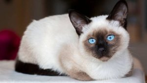 Человек и кошка